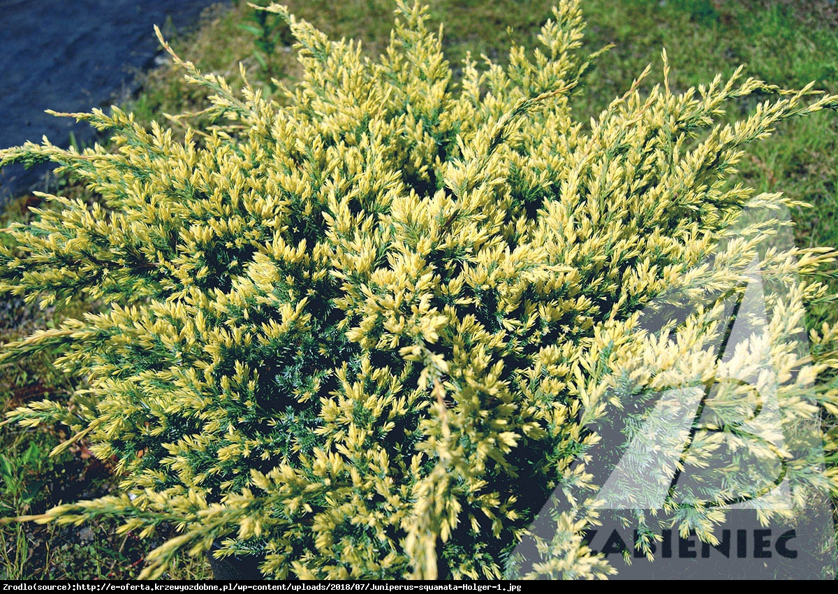 Jałowiec łuskowaty Holger  - Juniperus squamata Holger 