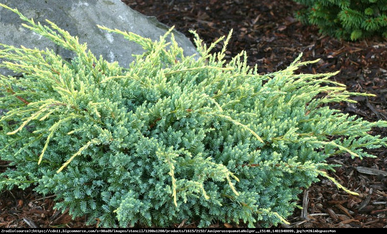 Jałowiec łuskowaty Holger  - Juniperus squamata Holger 