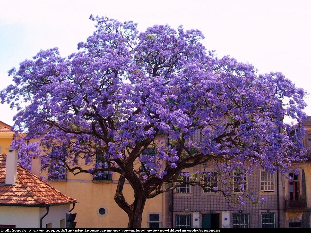 Paulownia puszysta Cesarskie Drzewo Szczęścia - Paulownia tomentosa