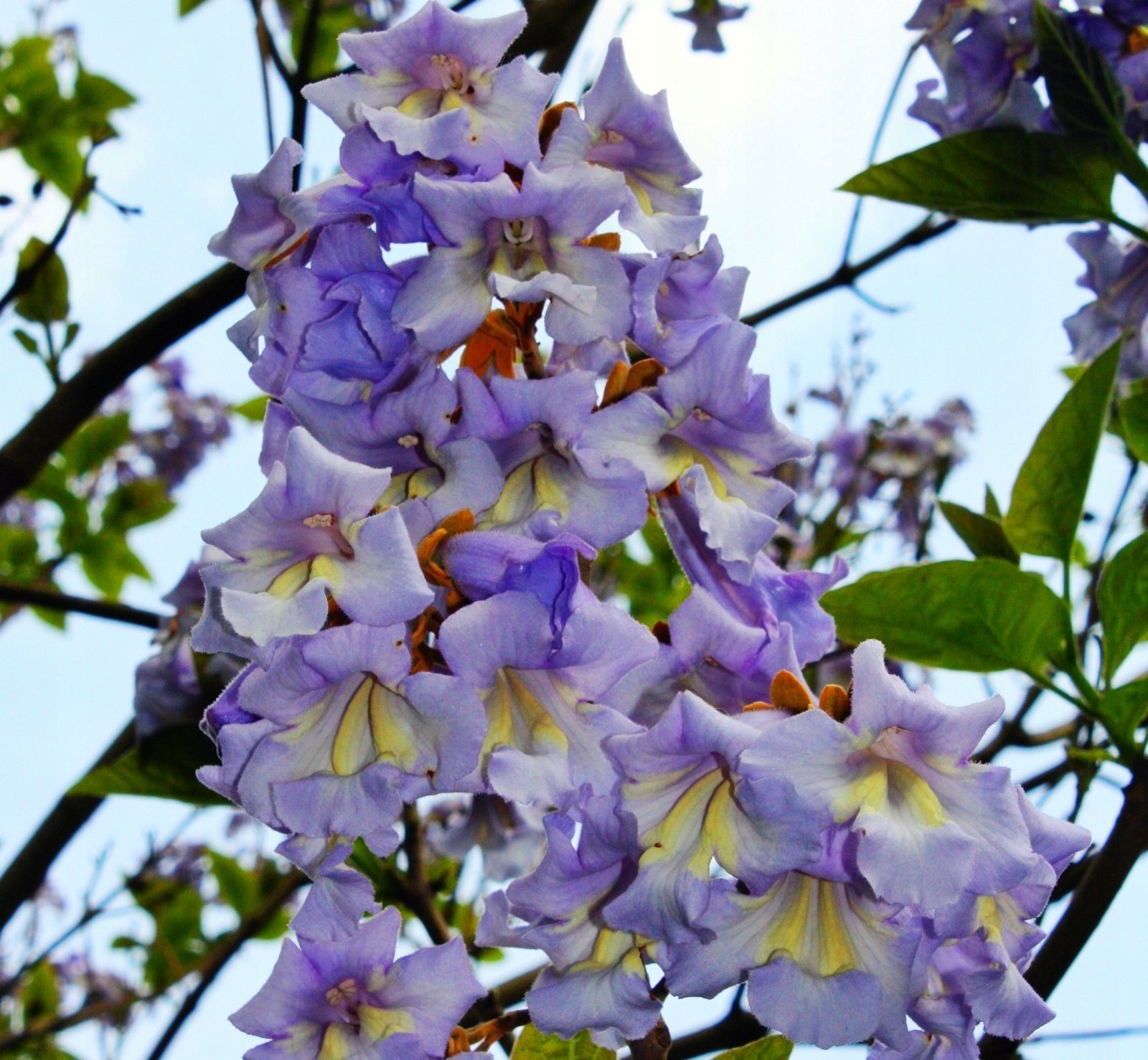 Paulownia puszysta Cesarskie Drzewo Szczęścia - Paulownia tomentosa