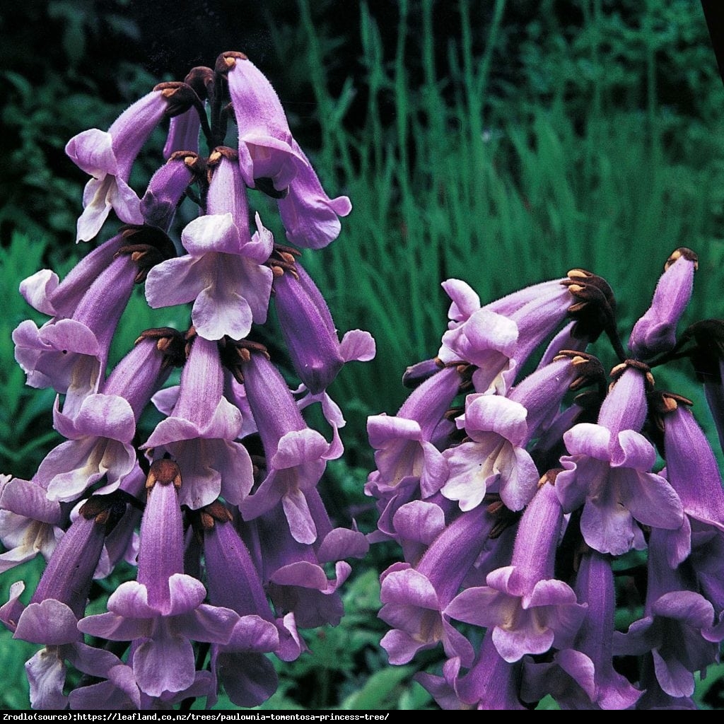 Paulownia puszysta Cesarskie Drzewo Szczęścia - Paulownia tomentosa