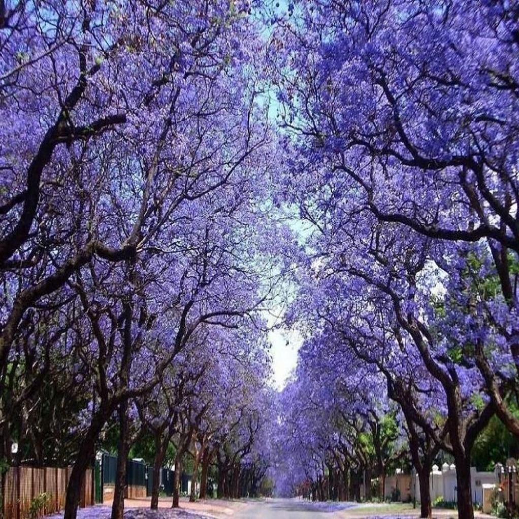 Paulownia puszysta Cesarskie Drzewo Szczęścia - Paulownia tomentosa