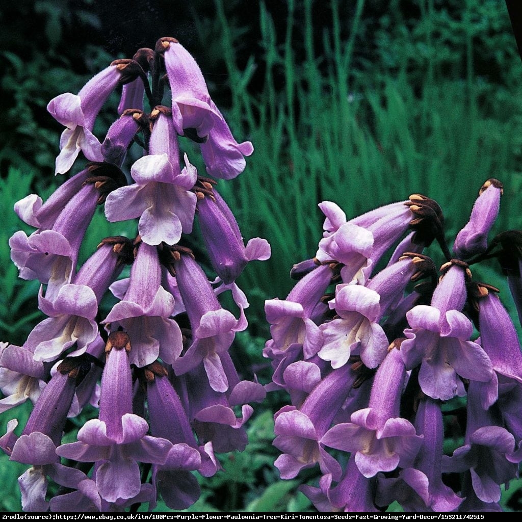 Paulownia puszysta Cesarskie Drzewo Szczęścia - Paulownia tomentosa