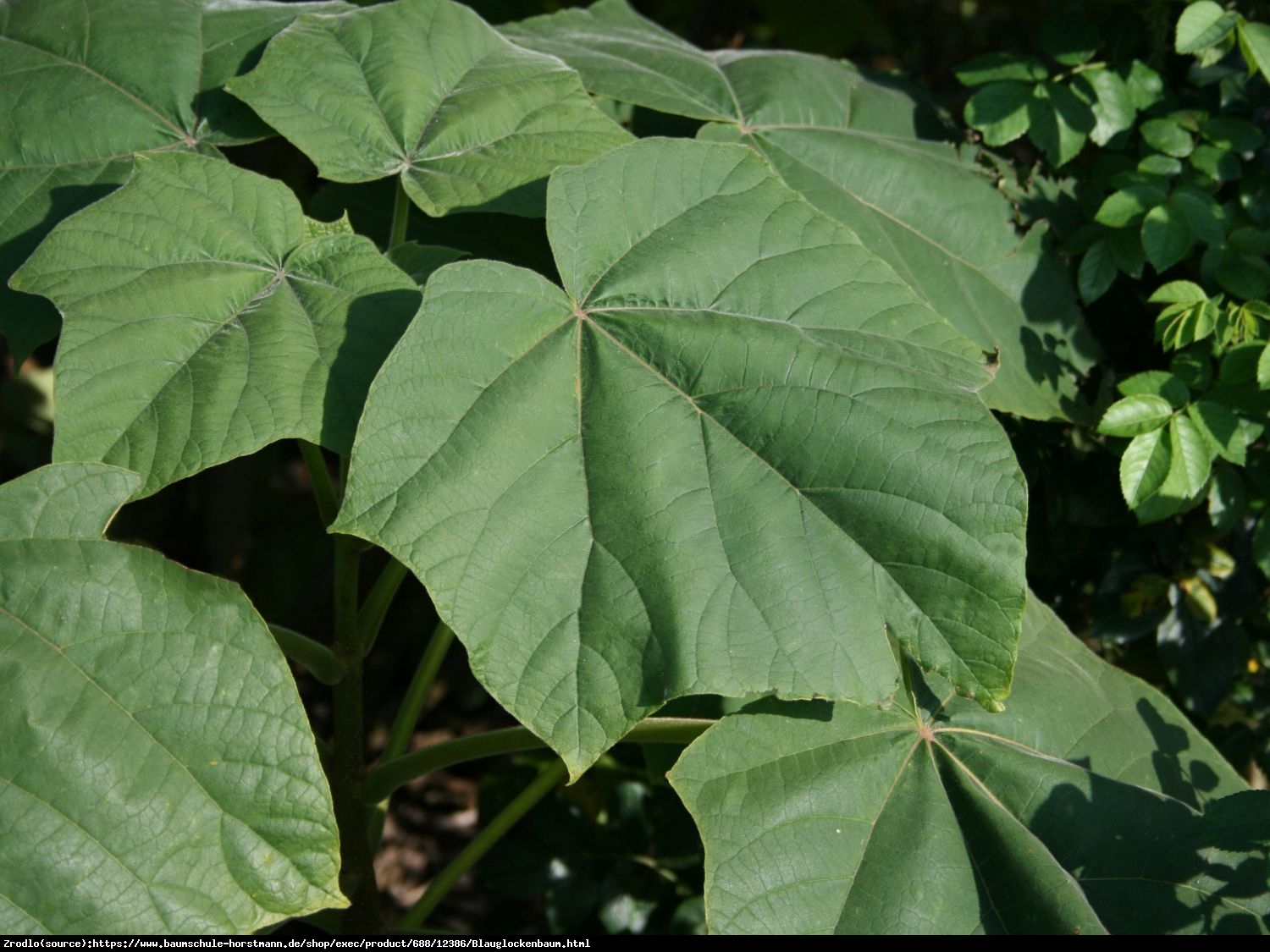 Paulownia puszysta Cesarskie Drzewo Szczęścia - Paulownia tomentosa