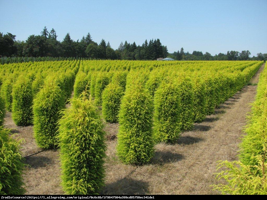 Jałowiec pospolity Gold Cone  - Juniperus communis  Gold Cone 