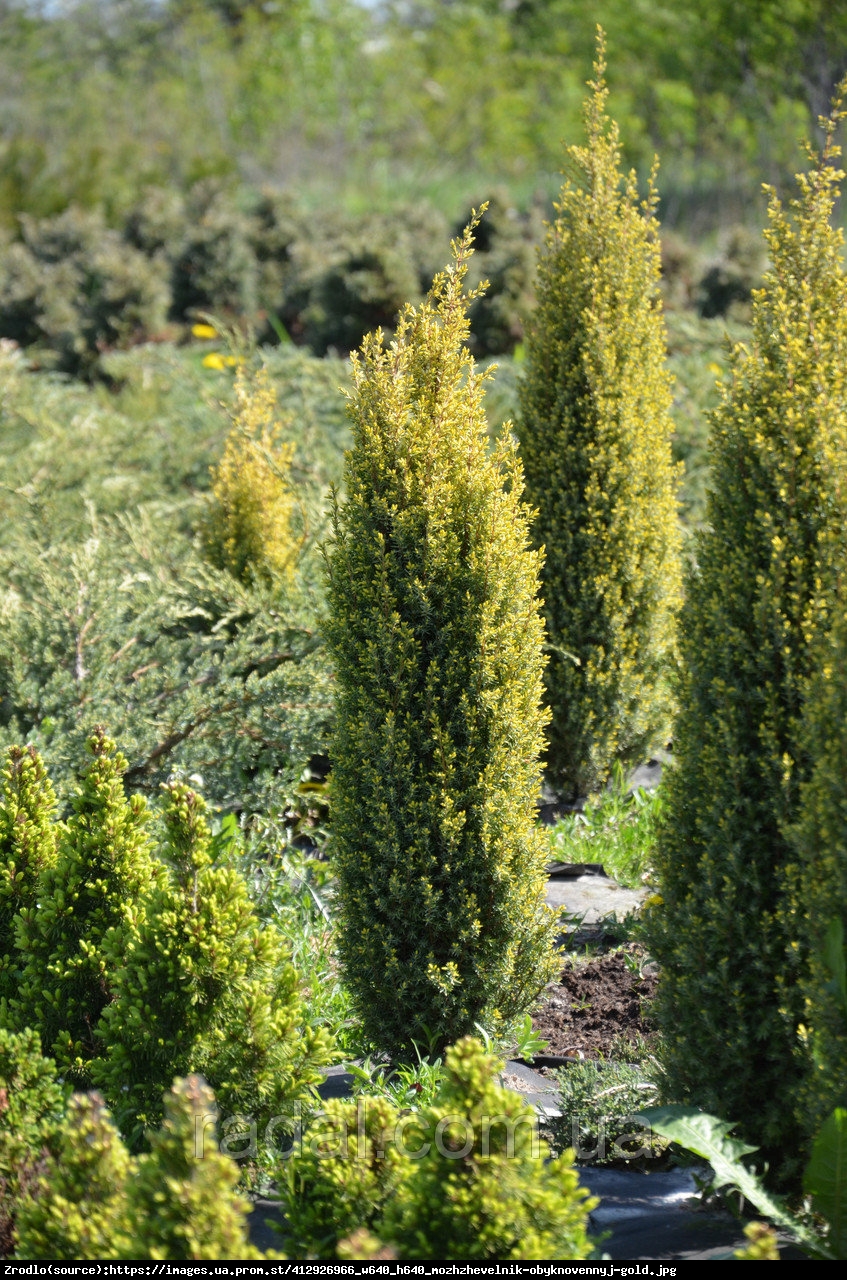 Jałowiec pospolity Gold Cone  - Juniperus communis  Gold Cone 