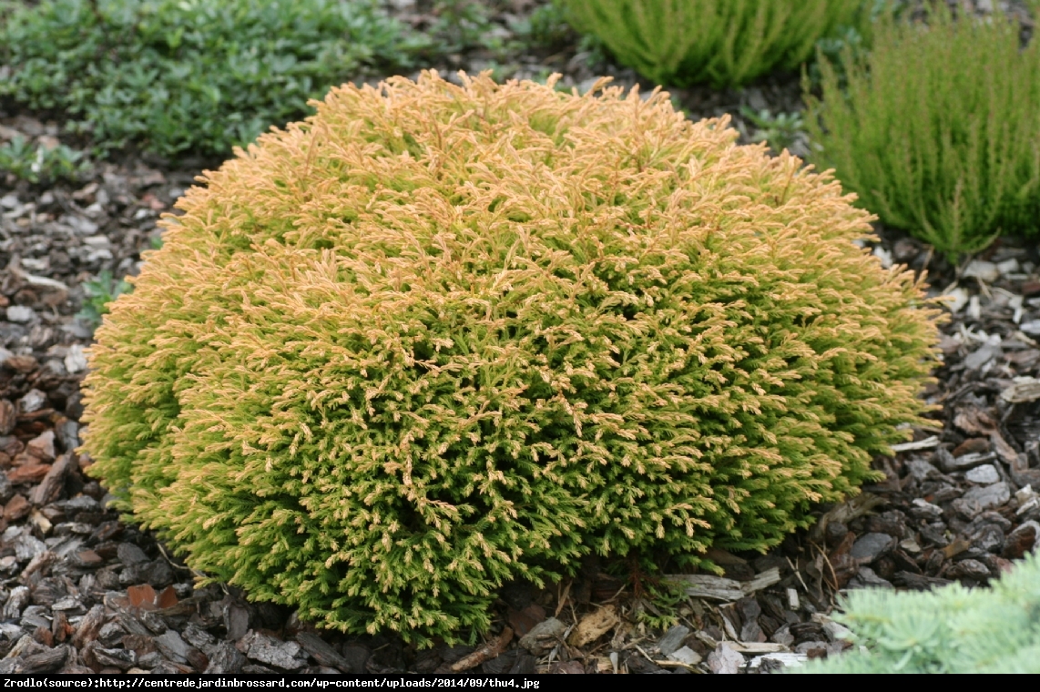 Tuja Żywotnik zachodni Golden Tuffet - Thuja occidentalis Golden Tuffet 