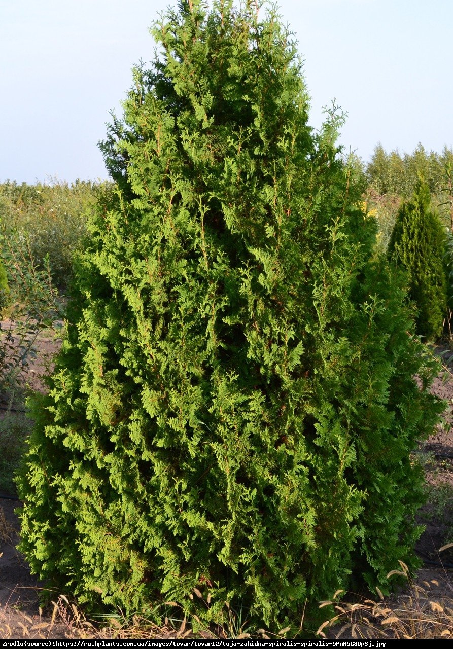 Tuja Żywotnik zachodni Spiralis - Thuja occidentalis Spiralis 