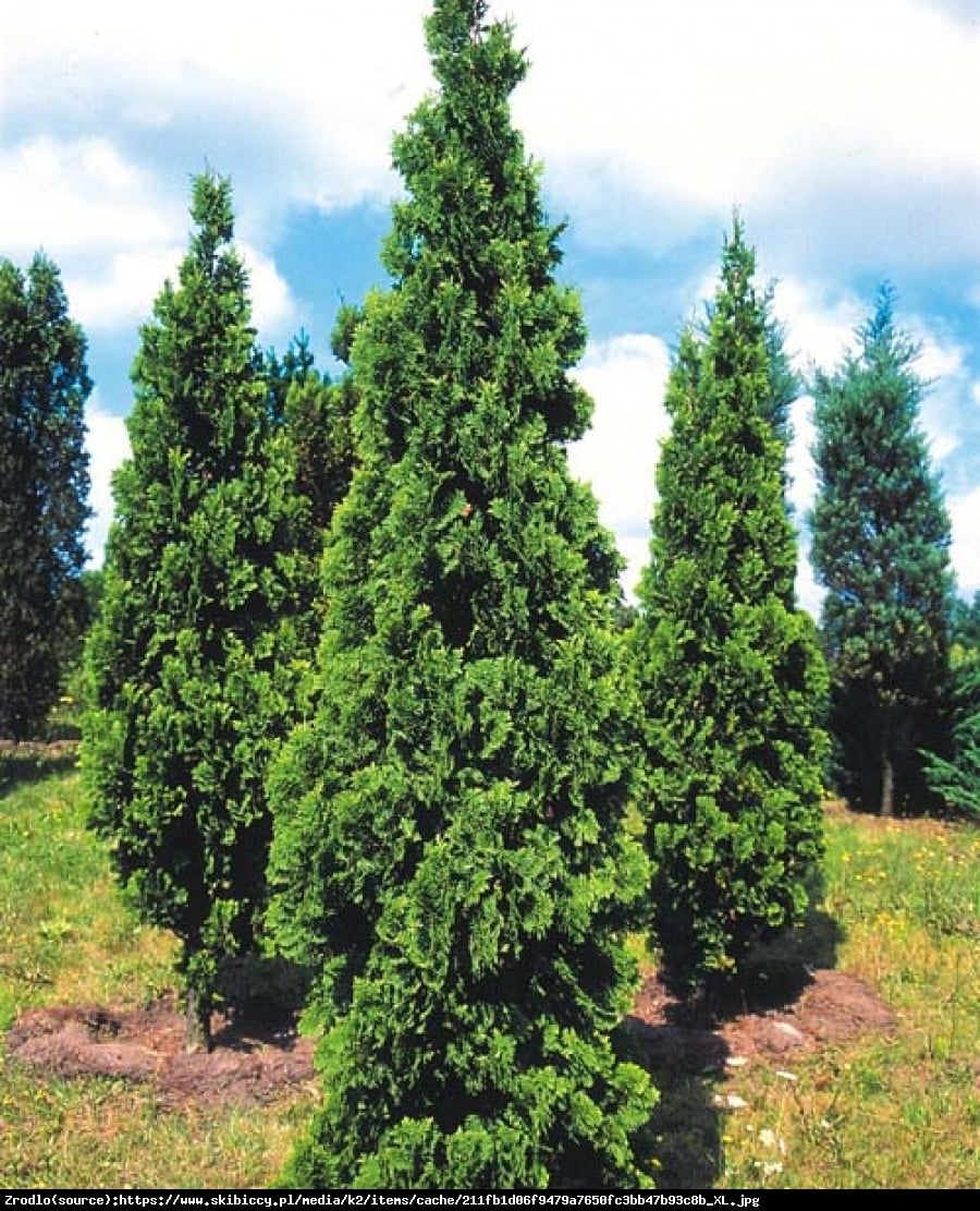 Tuja Żywotnik zachodni Spiralis - Thuja occidentalis Spiralis 