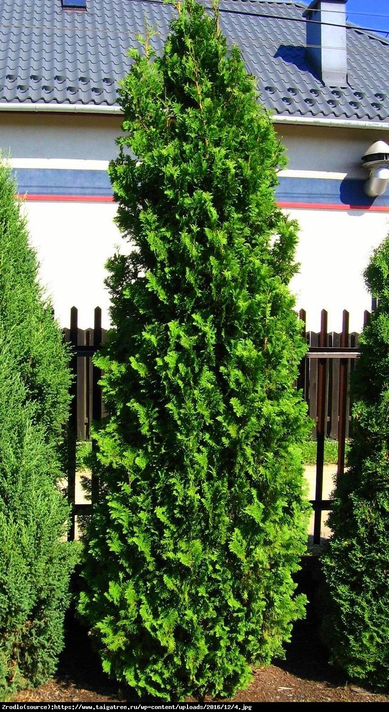 Tuja Żywotnik zachodni Spiralis - Thuja occidentalis Spiralis 