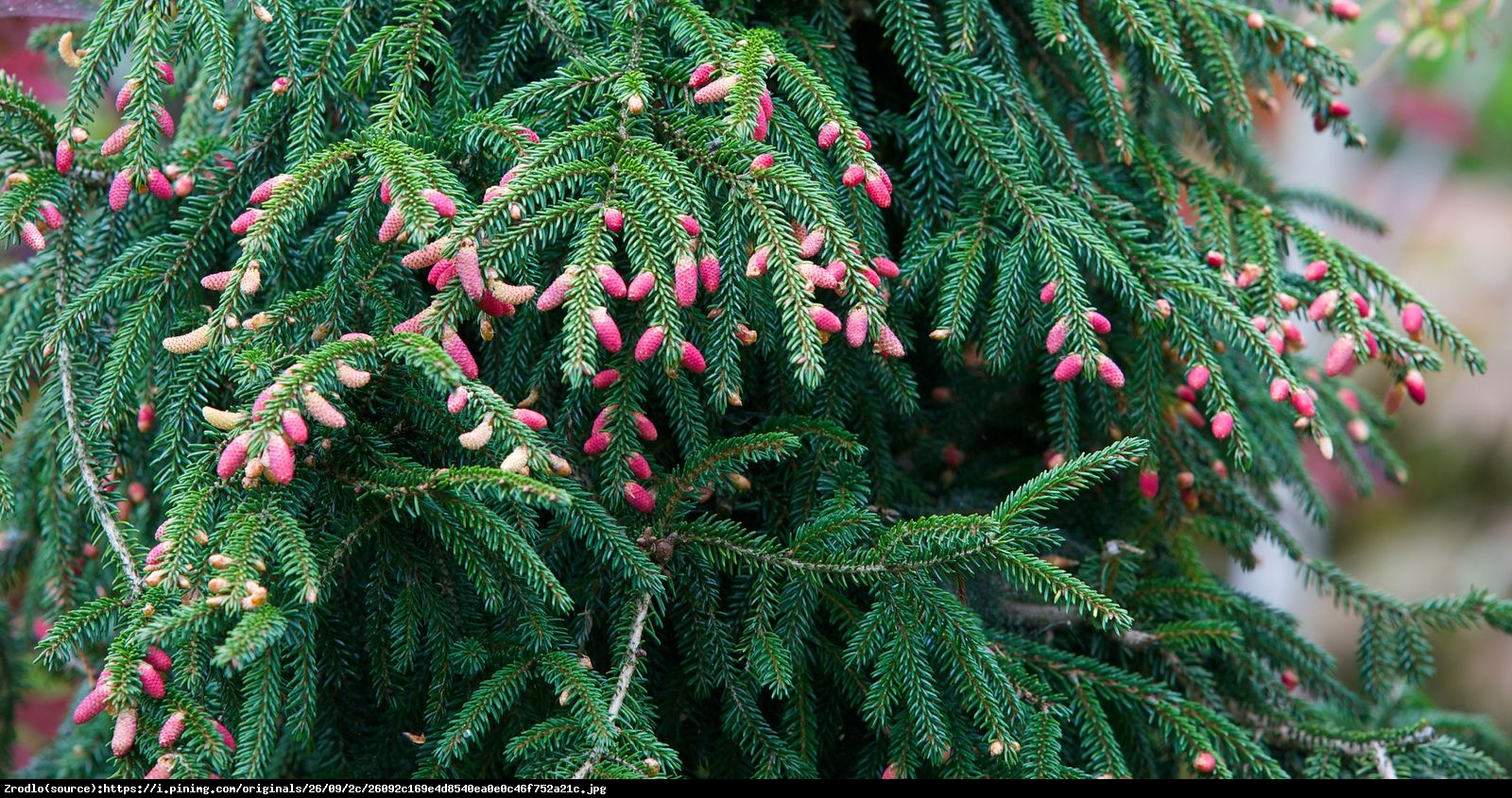 Świerk kaukaski Aurea  - Picea orientalis Aurea 