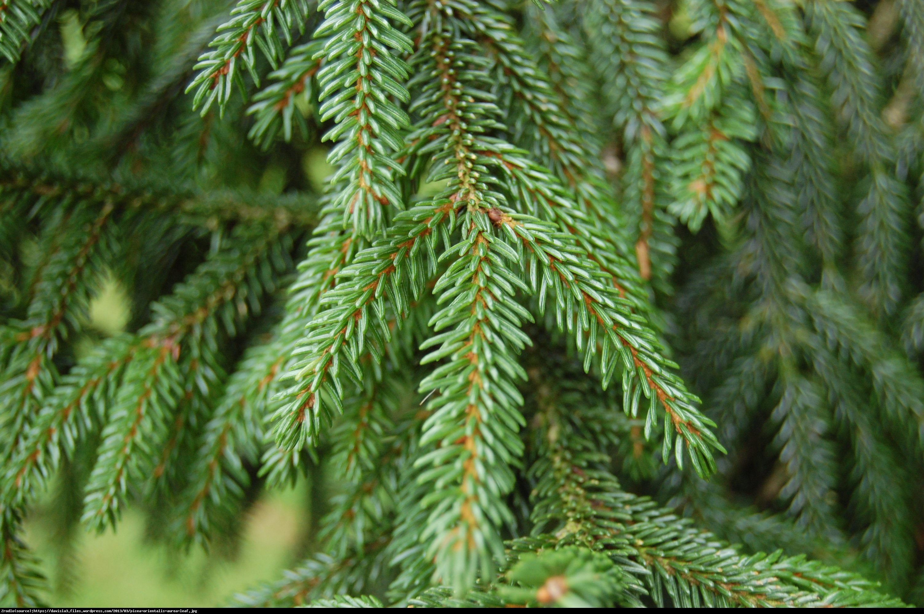 Świerk kaukaski Aurea  - Picea orientalis Aurea 