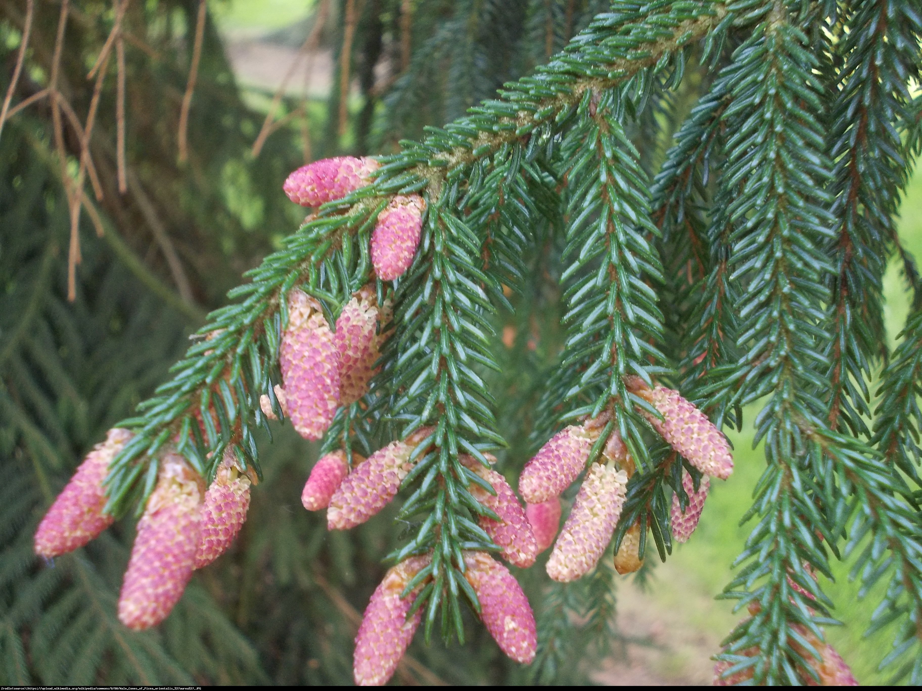 Świerk kaukaski Aurea  - Picea orientalis Aurea 