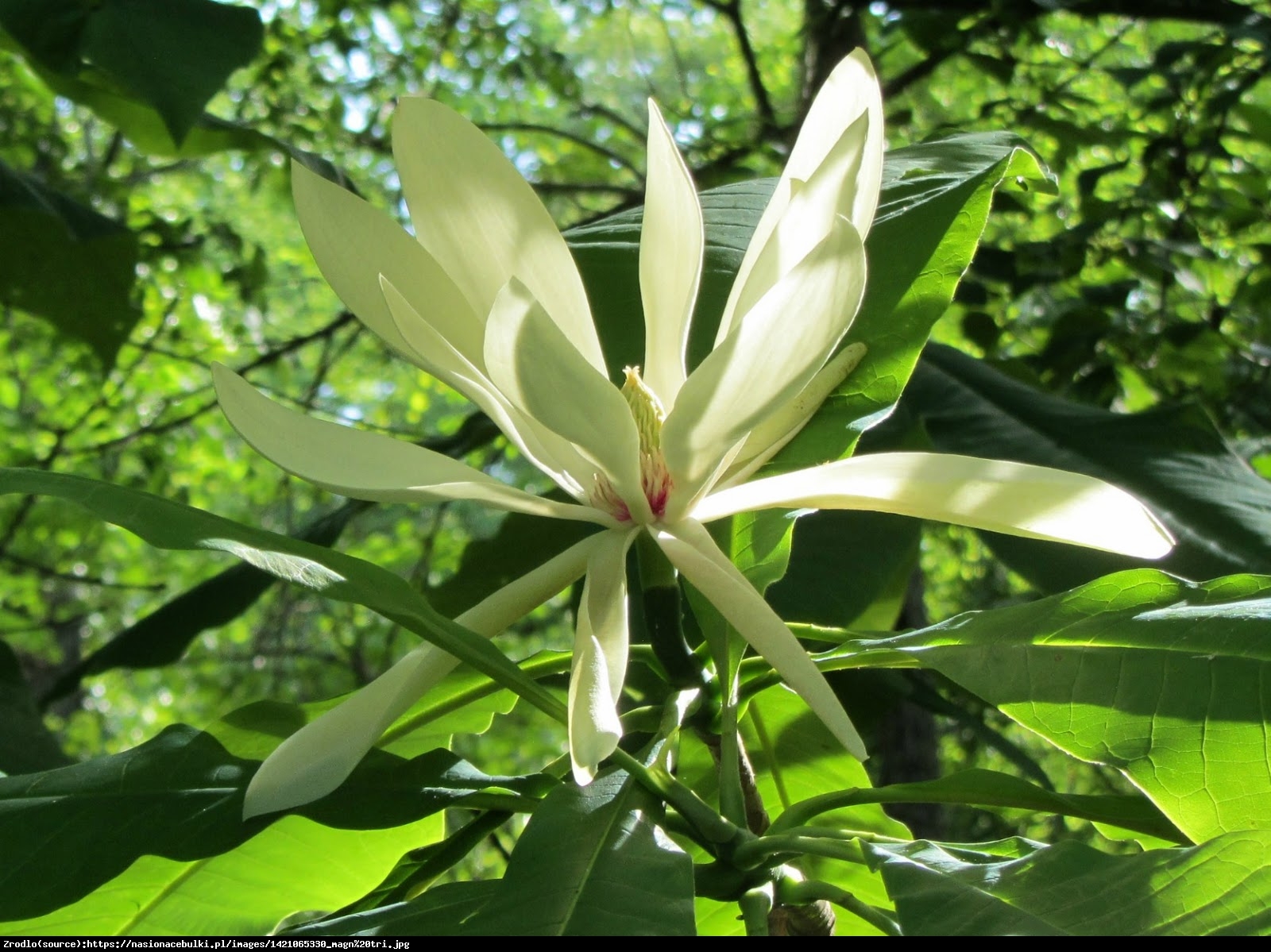 Magnolia parasolowata - Magnolia tripetala