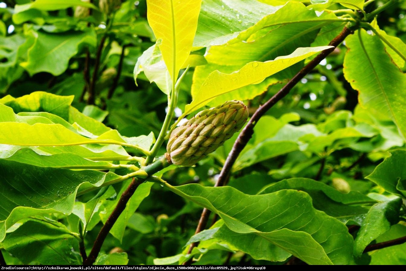 Magnolia parasolowata - Magnolia tripetala