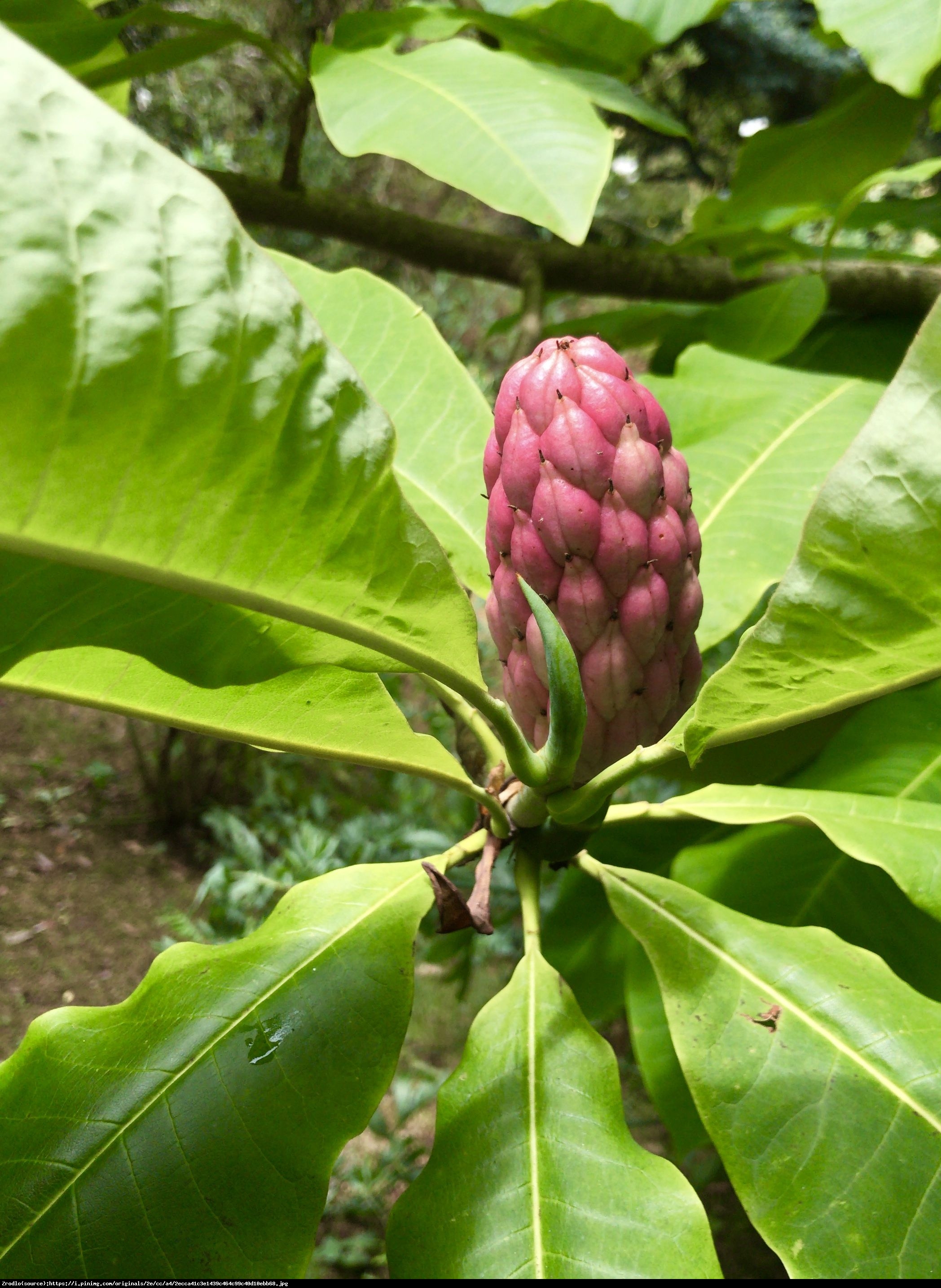 Magnolia parasolowata - Magnolia tripetala