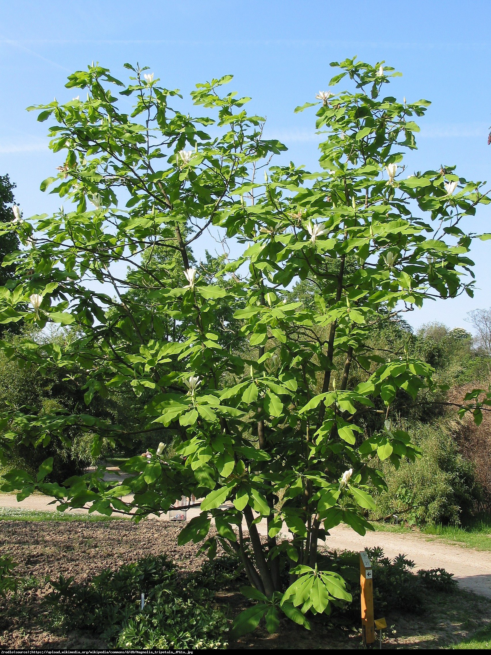 Magnolia parasolowata - Magnolia tripetala