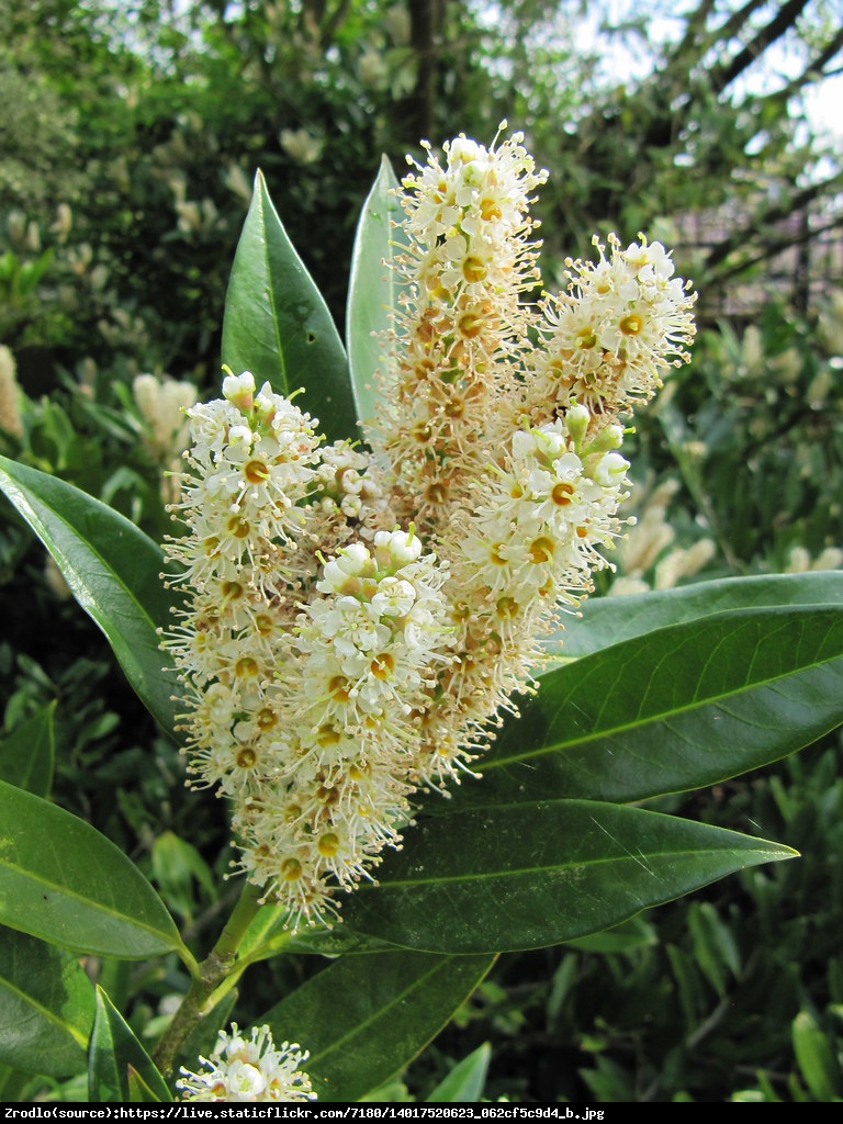 Laurowiśnia wschodnia Otto Luyken  - Prunus laurocerasus Otto Luyken 