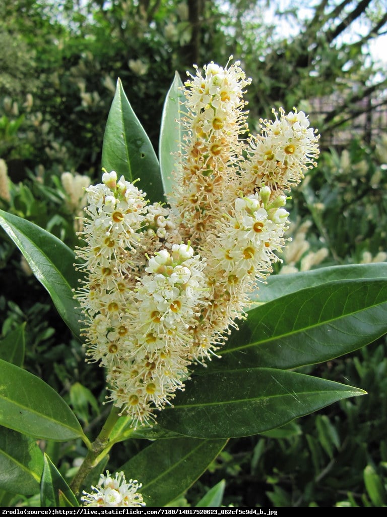 Laurowiśnia wschodnia Otto Luyken  - Prunus laurocerasus Otto Luyken 