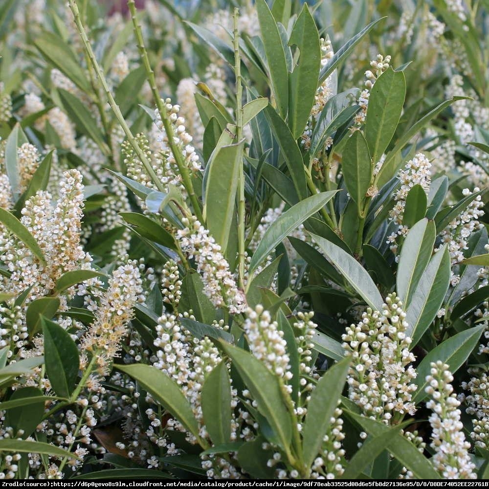 Laurowiśnia wschodnia Otto Luyken  - Prunus laurocerasus Otto Luyken 