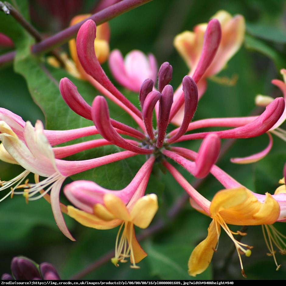 Wiciokrzew Heckrotta Goldflame  - Lonicera heckrottii  Goldflame 