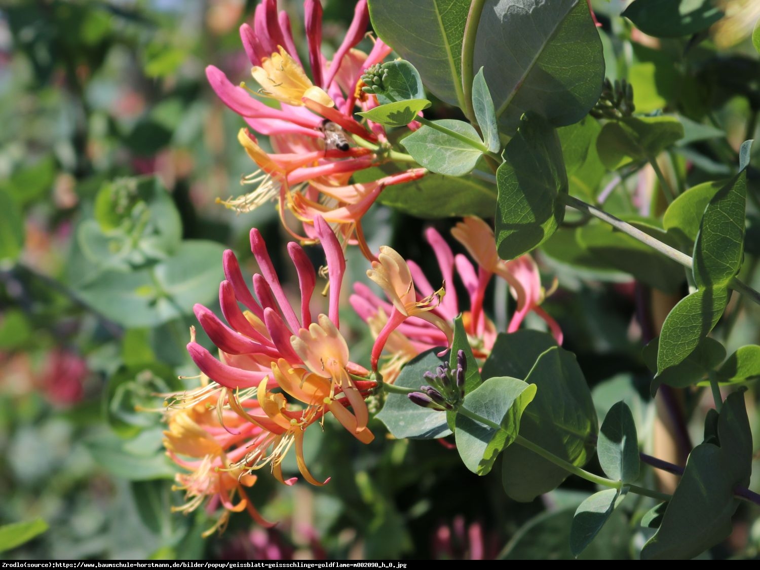 Wiciokrzew Heckrotta Goldflame  - Lonicera heckrottii  Goldflame 