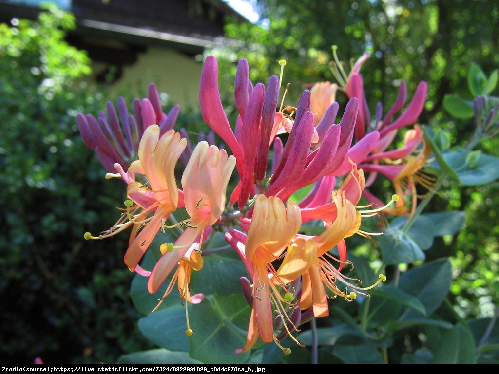 Wiciokrzew Heckrotta Goldflame  - Lonicera heckrottii  Goldflame 