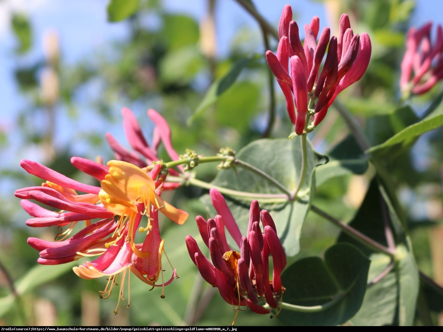 Wiciokrzew Heckrotta Goldflame  - Lonicera heckrottii  Goldflame 