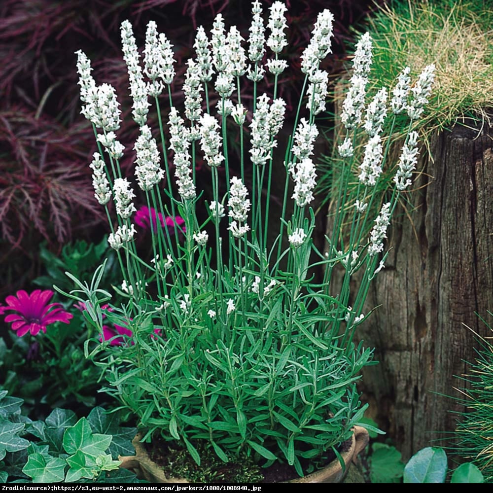 Lawenda Alba - BIAŁE KWIATY - Lavandula Alba 