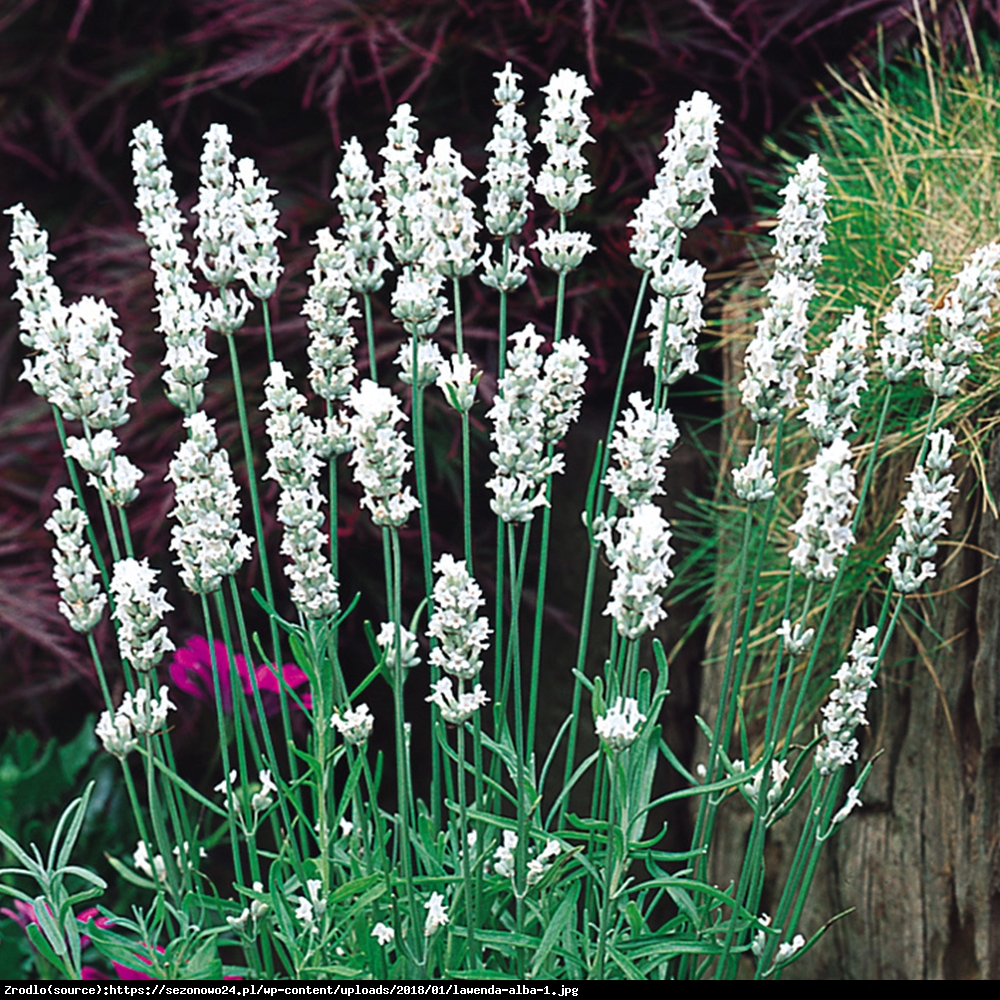 Lawenda Alba - BIAŁE KWIATY - Lavandula Alba 