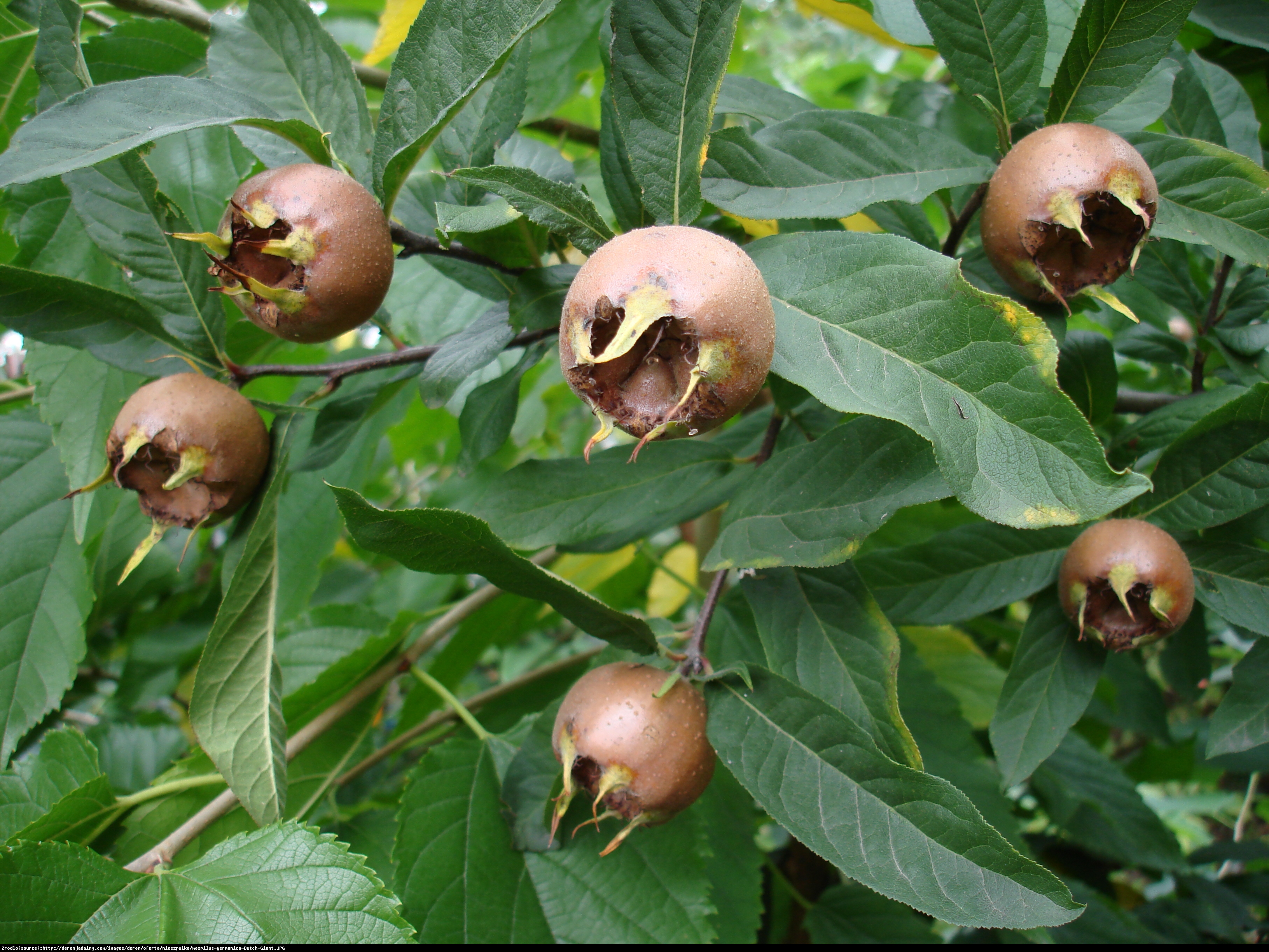 Nieszpułka jadalna - Mespilus germanica