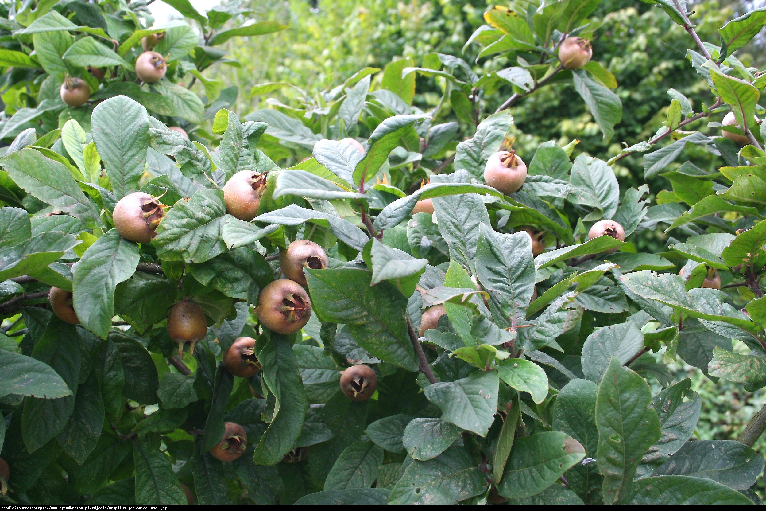 Nieszpułka jadalna - Mespilus germanica