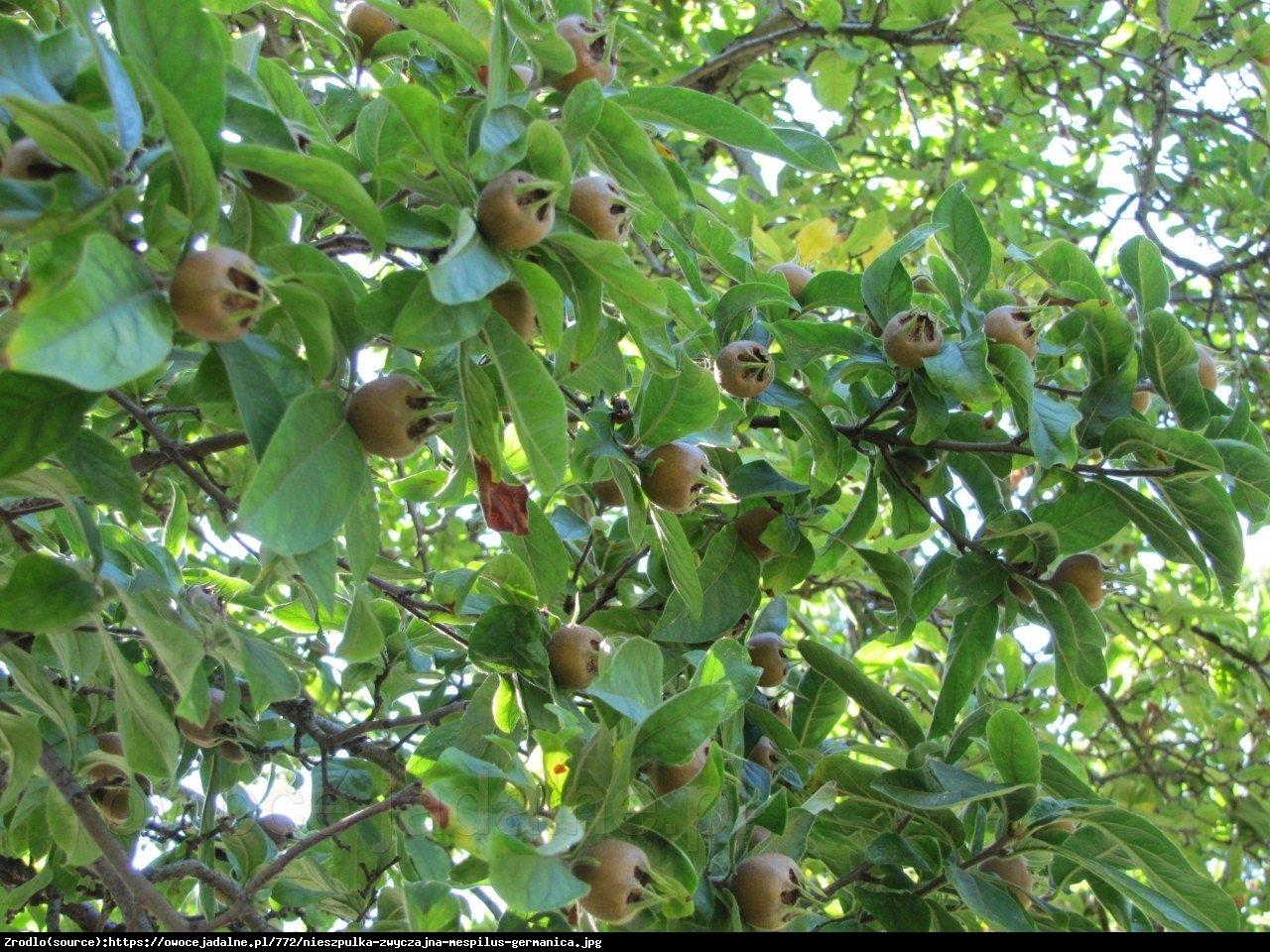 Nieszpułka jadalna - Mespilus germanica