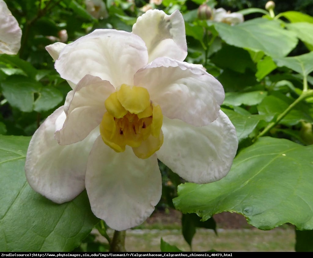 Kielichowiec chiński EGZOTYCZNY KRZEW W TWOIM OGRODZIE!!! - Sinocalycanthus chinensis 