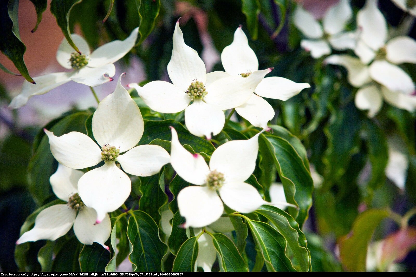 Dereń kousa odmiana chińska P9 - Cornus kousa var. chinensis 