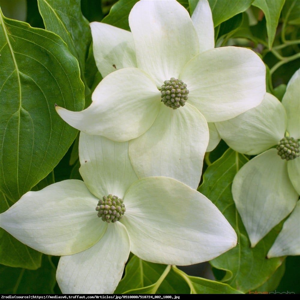 Dereń kousa odmiana chińska P9 - Cornus kousa var. chinensis 