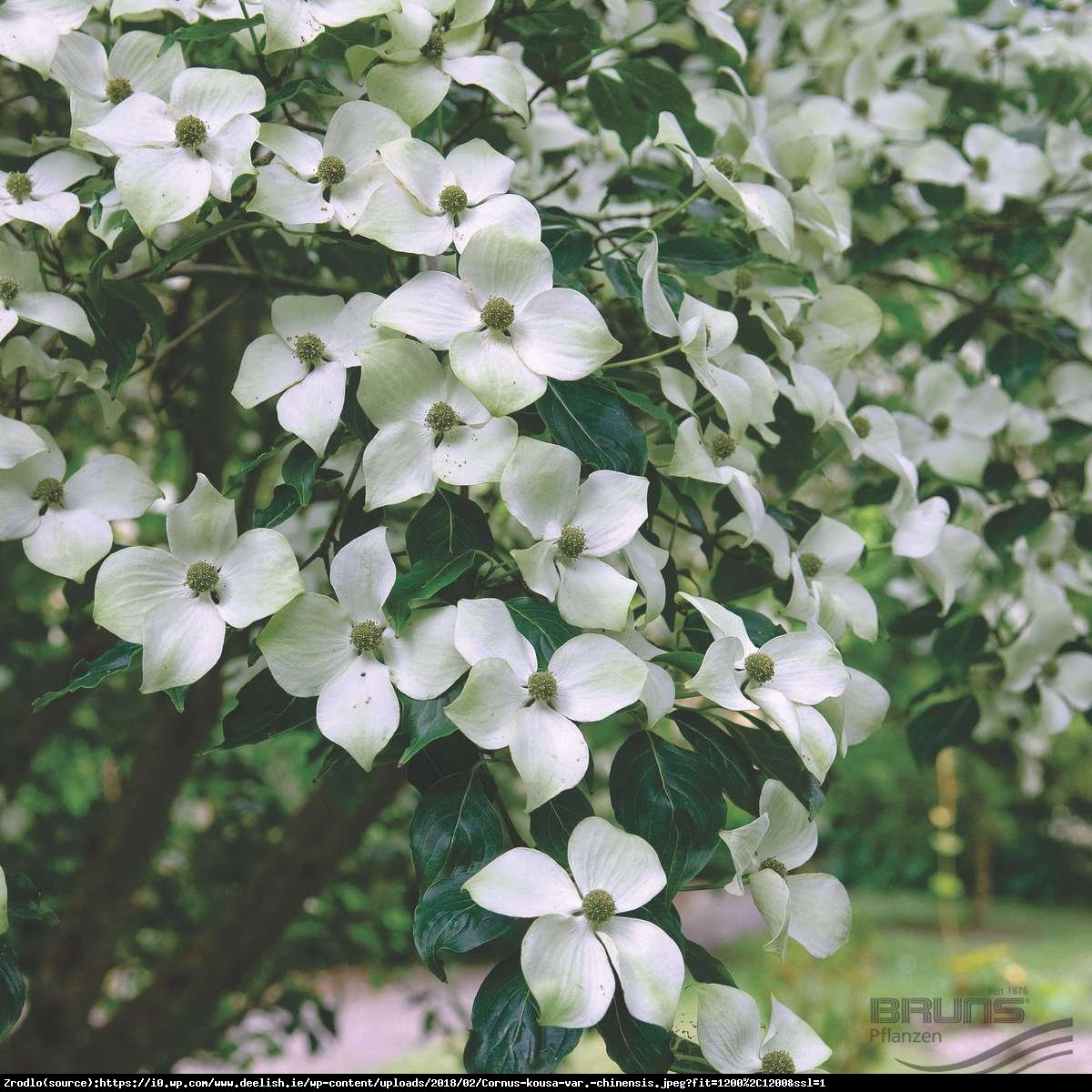 Dereń kousa odmiana chińska P9 - Cornus kousa var. chinensis 