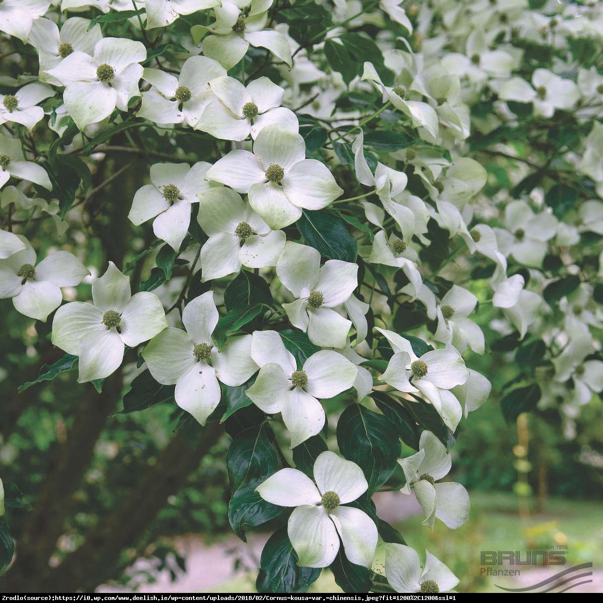 Dereń kousa odmiana chińska P9 - Cornus kousa var. chinensis 