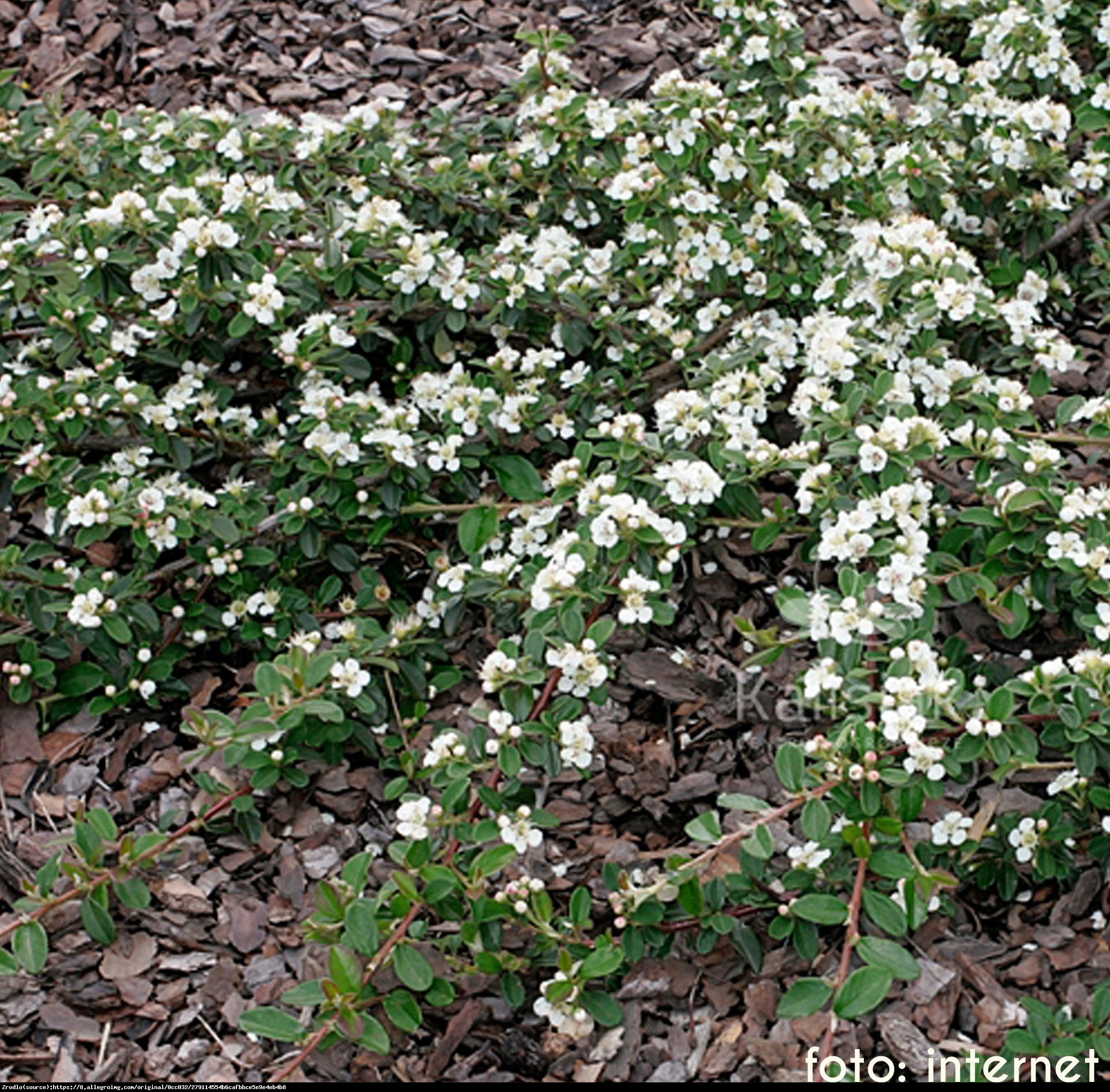 Irga Ursynów - Cotoneaster Ursynów