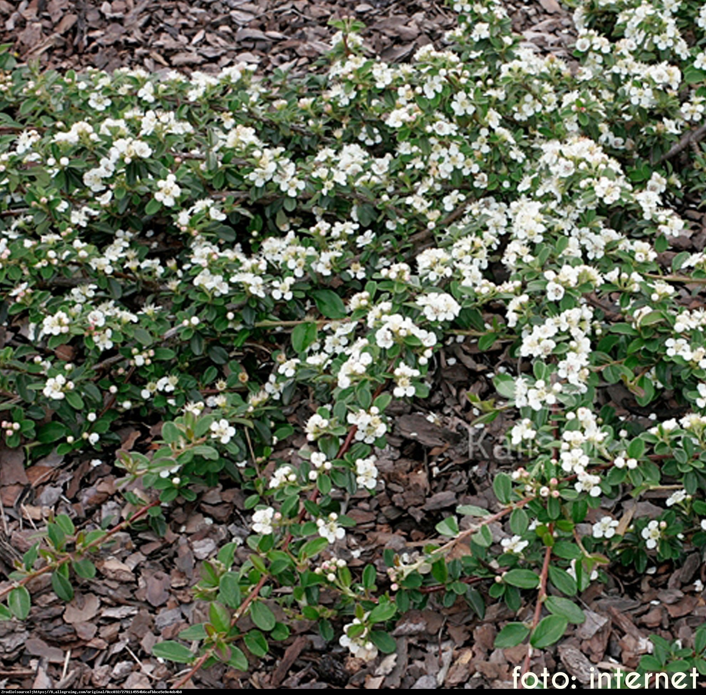 Irga Ursynów - Cotoneaster Ursynów