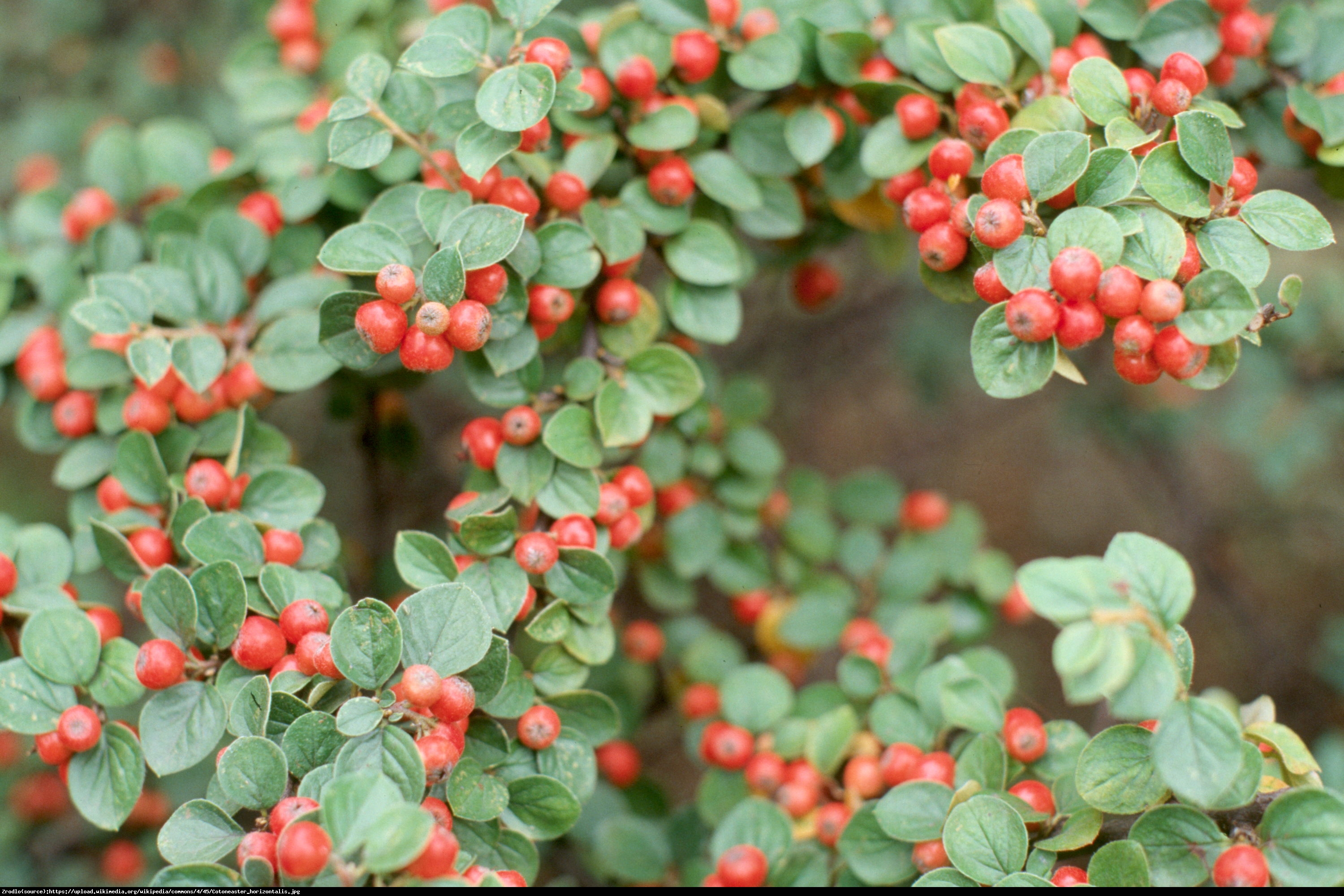 Irga Ursynów - Cotoneaster Ursynów