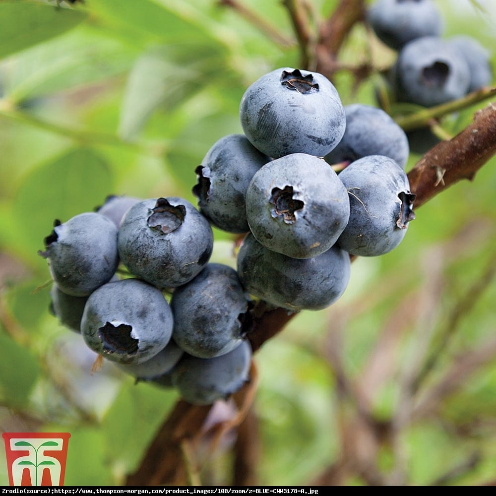 Borówka amerykańska Earliblue 3 letnia - Vaccinium corymbosum