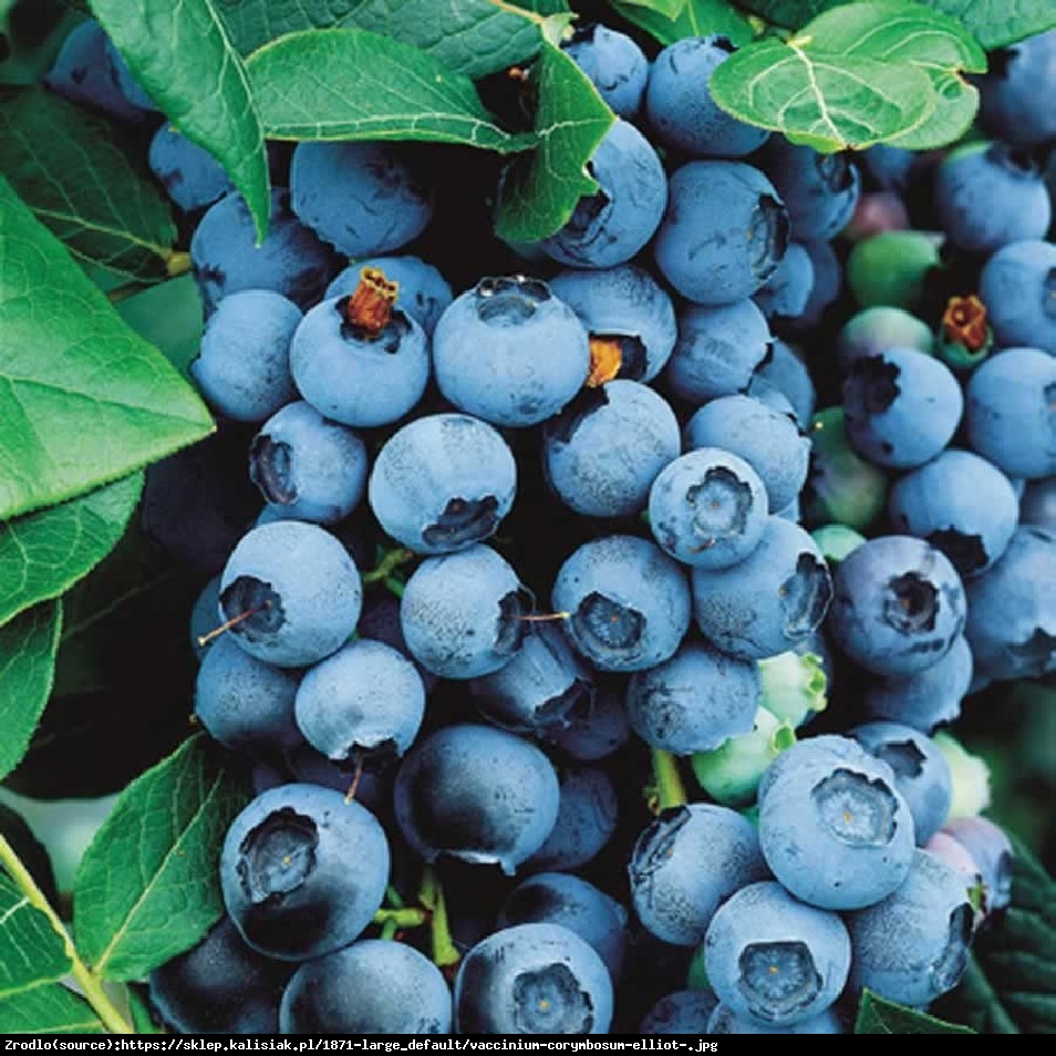 Borówka amerykańska Earliblue 3 letnia - Vaccinium corymbosum