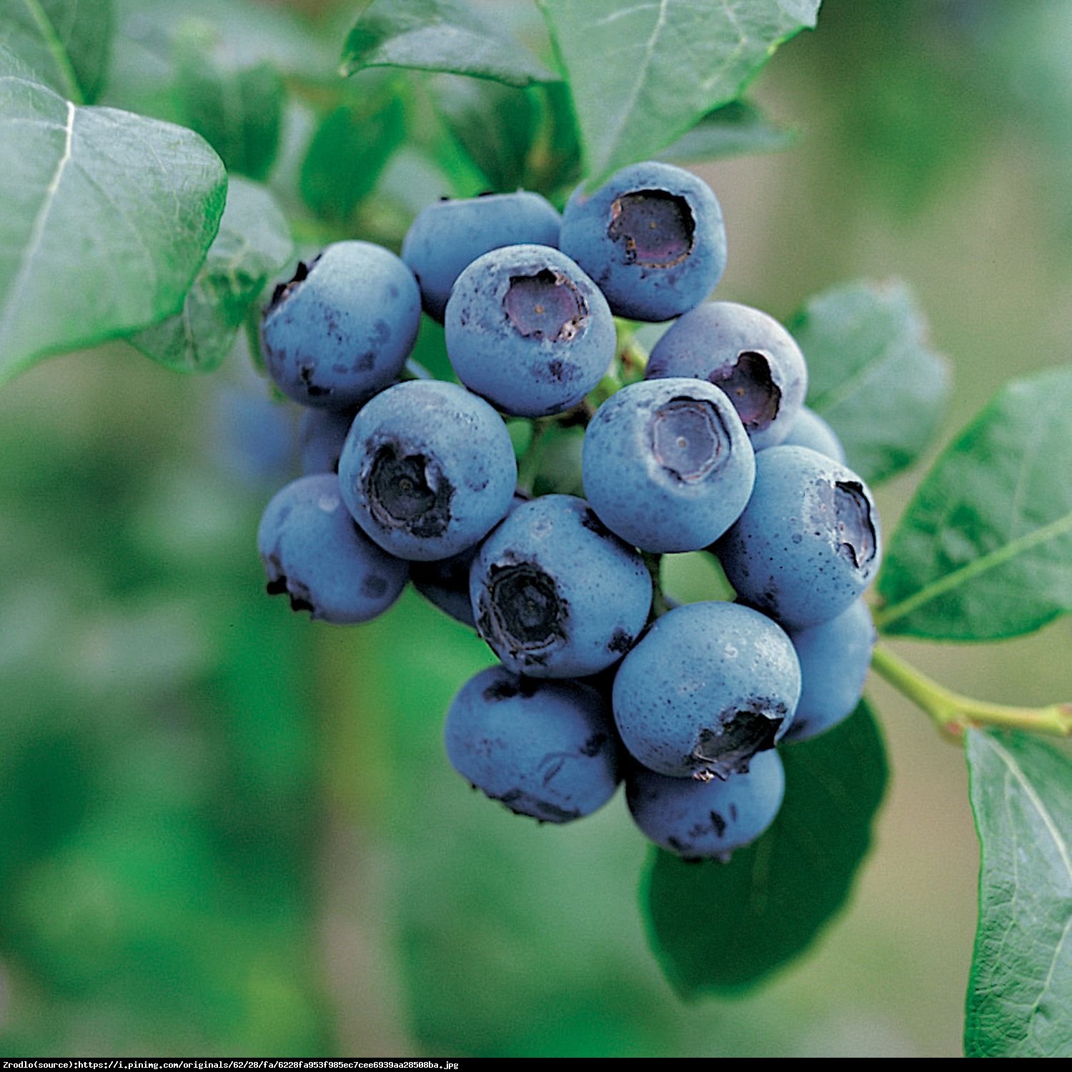 Borówka amerykańska Earliblue 3 letnia - Vaccinium corymbosum