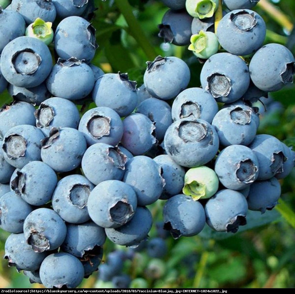 Borówka amerykańska Bluejay 3 letnia - Vaccinium corymbosum Bluejay