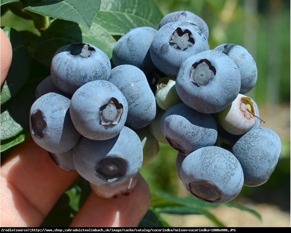 Borówka amerykańska Lateblue 2 letnia - Vaccinium corymbosum Lateblue