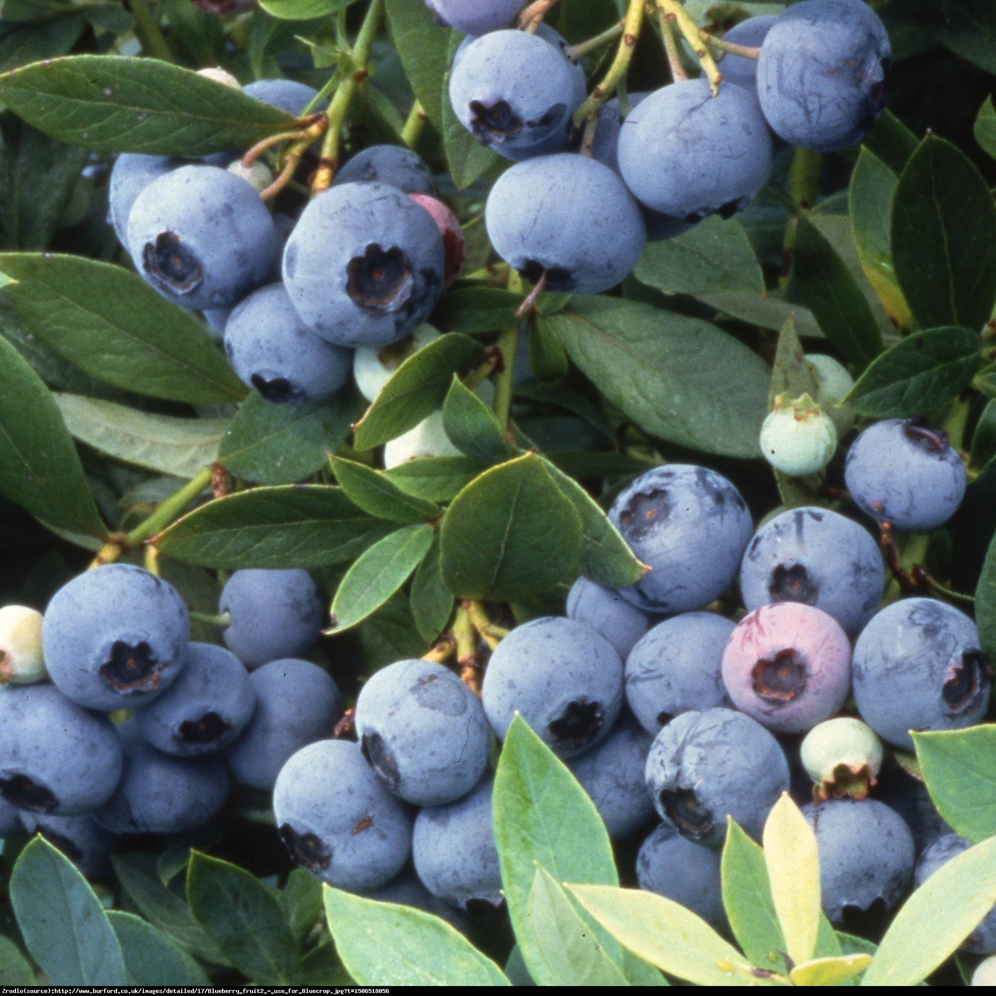 Borówka amerykańska Lateblue 2 letnia - Vaccinium corymbosum Lateblue