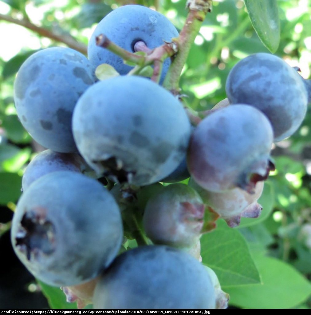 Borówka amerykańska Toro 2 letnia - Vaccinium corymbosum Toro 