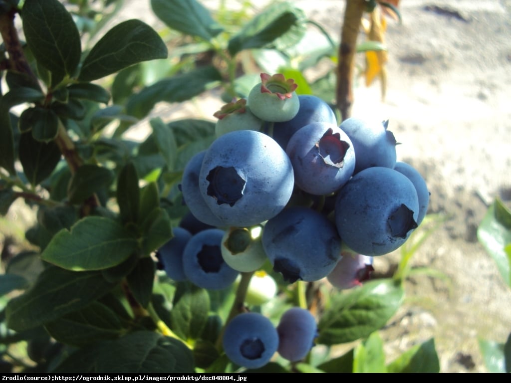 Borówka amerykańska Bonifacy 2 letnia - Vaccinium corymbosum Bonifacy