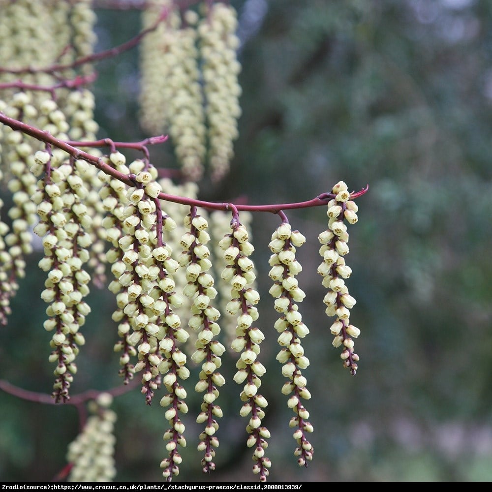 Stachiurek wczesny - Stachyurus praecox 